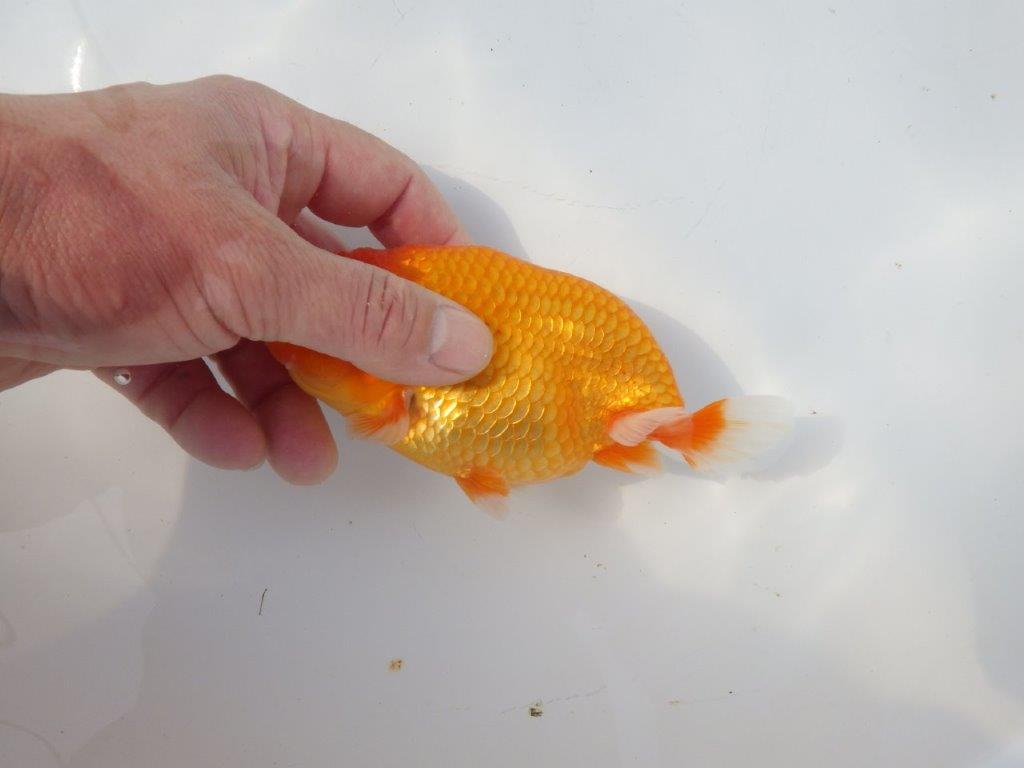 【愛知超優良系統様】頭、尾の雰囲気が良い明け二歳らんちゅう約14,5㎝メス?