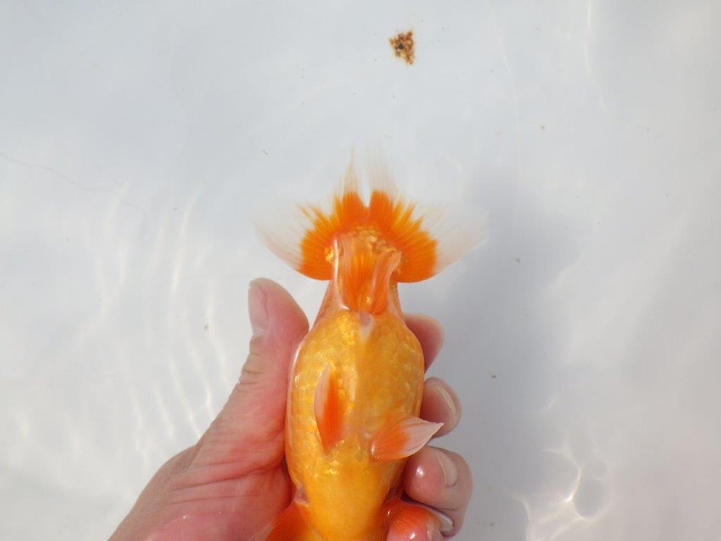 【愛知超優良系統様】頭、尾の雰囲気が良い明け二歳らんちゅう約14,5㎝メス?