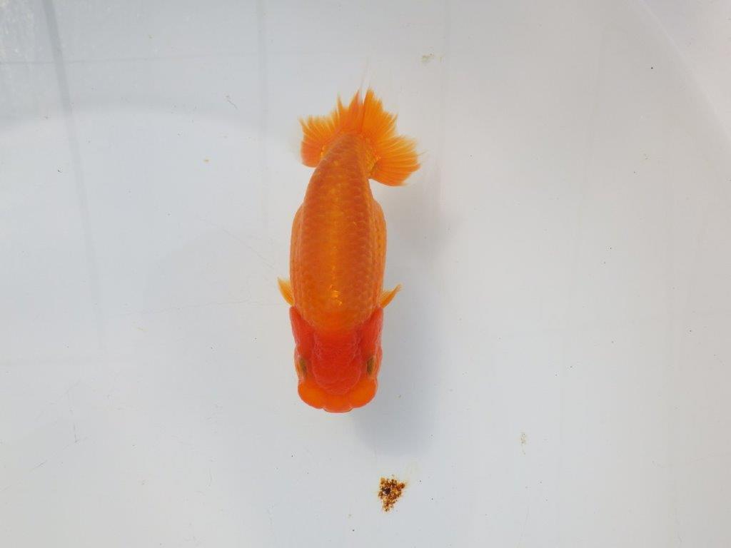 【愛知超優良系統様】素晴らしい雰囲気の明け二歳らんちゅう約13,5㎝メス？