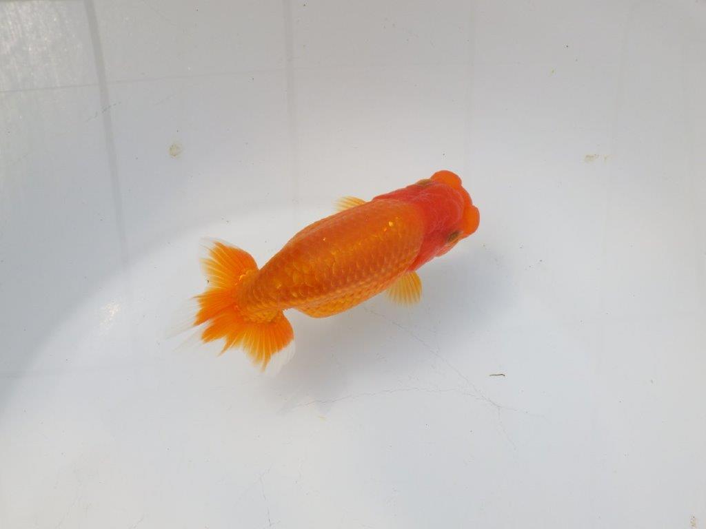 【愛知超優良系統様】素晴らしい雰囲気の明け二歳らんちゅう約13,5㎝メス？