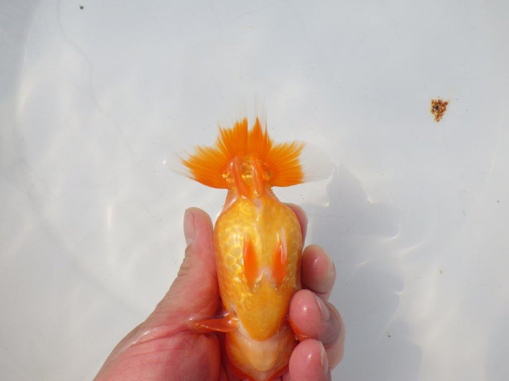 【愛知超優良系統様】素晴らしい雰囲気の明け二歳らんちゅう約13,5㎝メス？