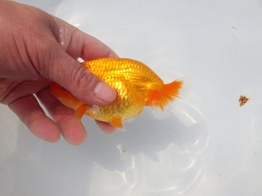 【愛知超優良系統様】素晴らしい雰囲気の明け二歳らんちゅう約13,5㎝メス？