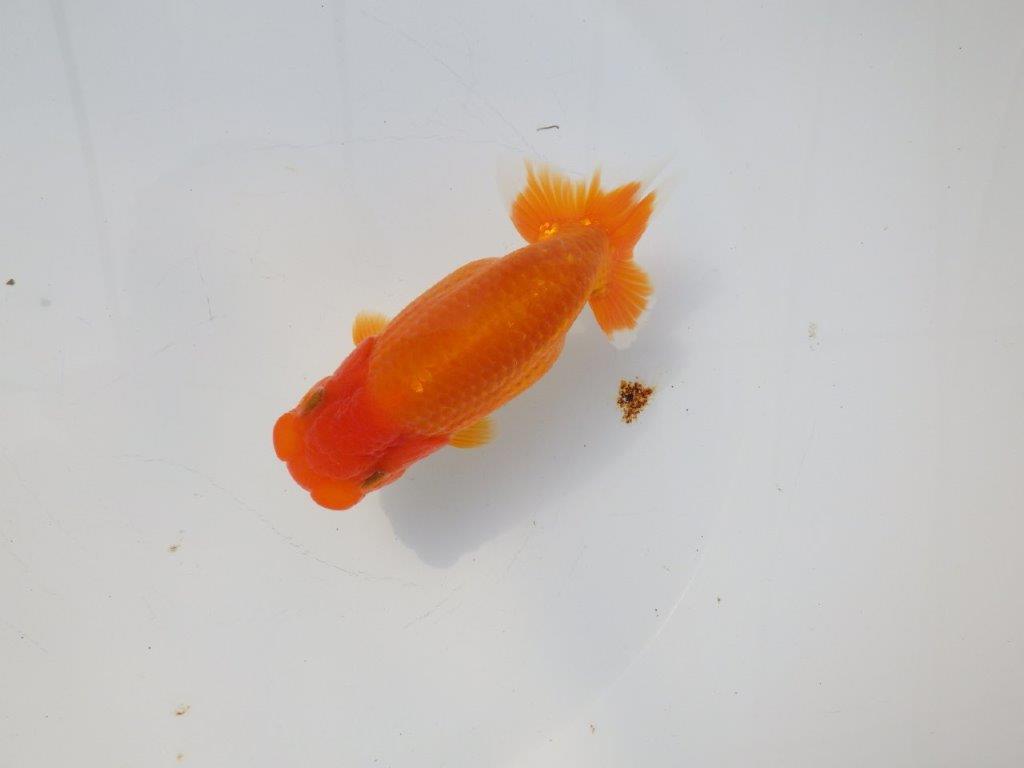 【愛知超優良系統様】素晴らしい雰囲気の明け二歳らんちゅう約13,5㎝メス？の上身