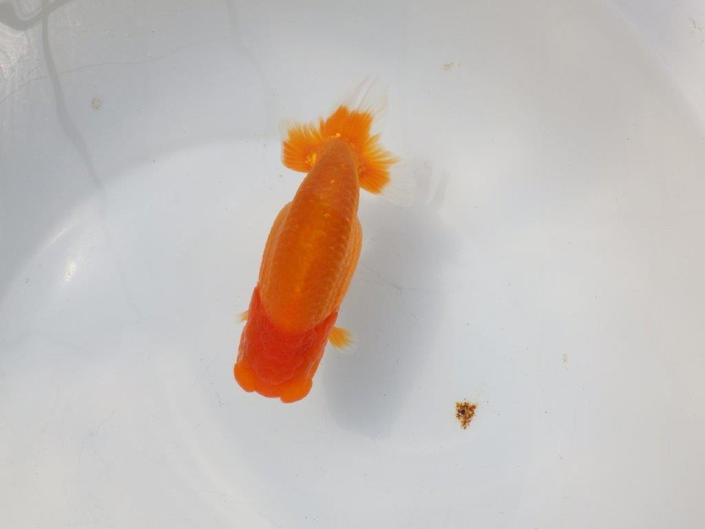 【愛知超優良系統様】二歳会に向けて飼い込みお勧め明け二歳らんちゅう約15㎝メス？の上身