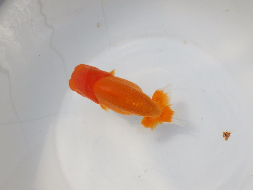 【愛知超優良系統様】二歳会に向けて飼い込みお勧め明け二歳らんちゅう約15㎝メス？