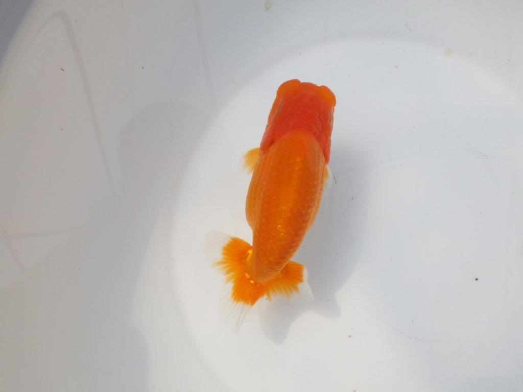 【愛知超優良系統様】二歳会に向けて飼い込みお勧め明け二歳らんちゅう約15㎝メス？