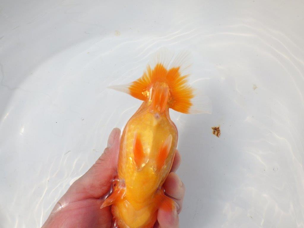 【愛知超優良系統様】二歳会に向けて飼い込みお勧め明け二歳らんちゅう約15㎝メス？