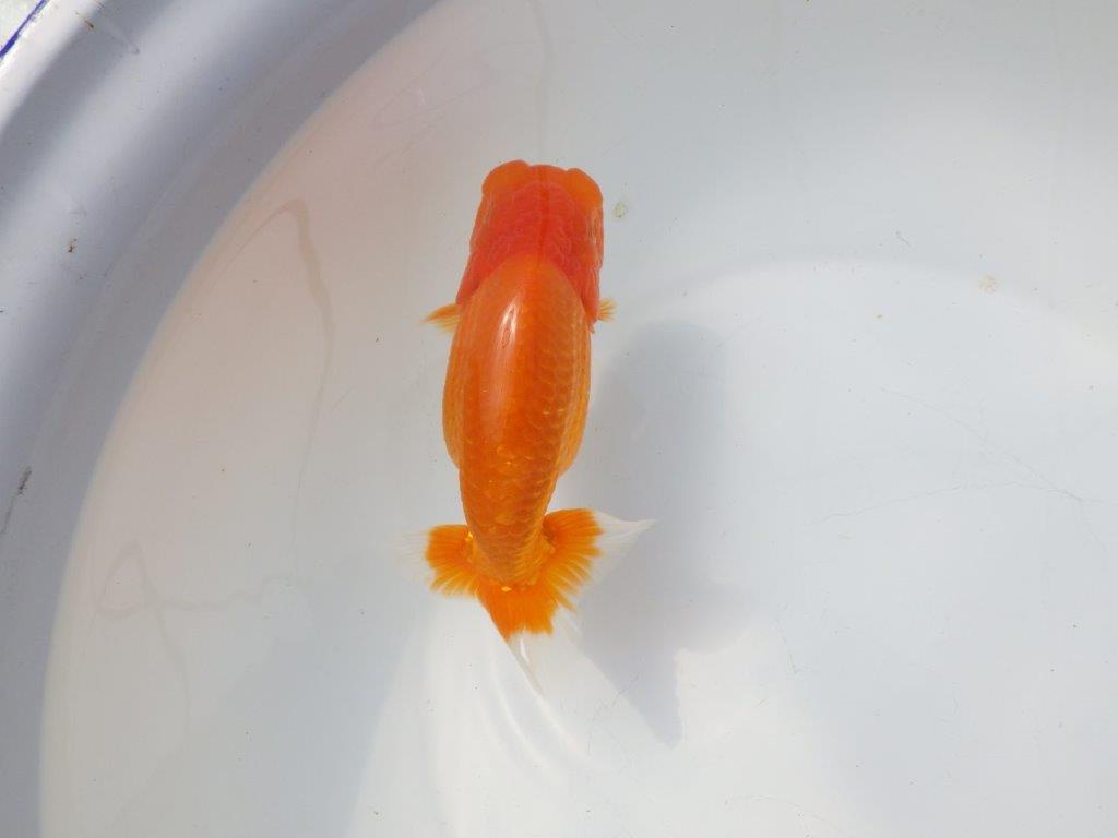 【愛知超優良系統様】二歳会に向けて飼い込みお勧め明け二歳らんちゅう約15㎝メス？