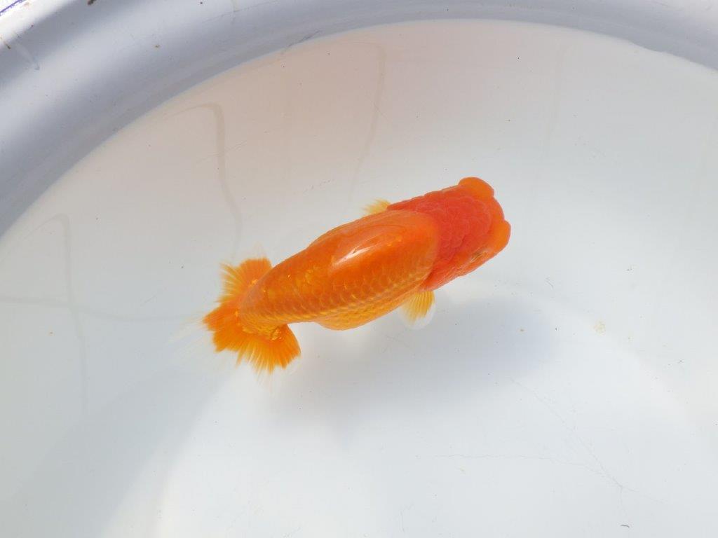 【愛知超優良系統様】二歳会に向けて飼い込みお勧め明け二歳らんちゅう約15㎝メス？