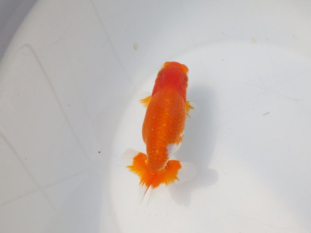 【愛知超優良系統様】尾型が最高！明け二歳らんちゅう約14㎝メス