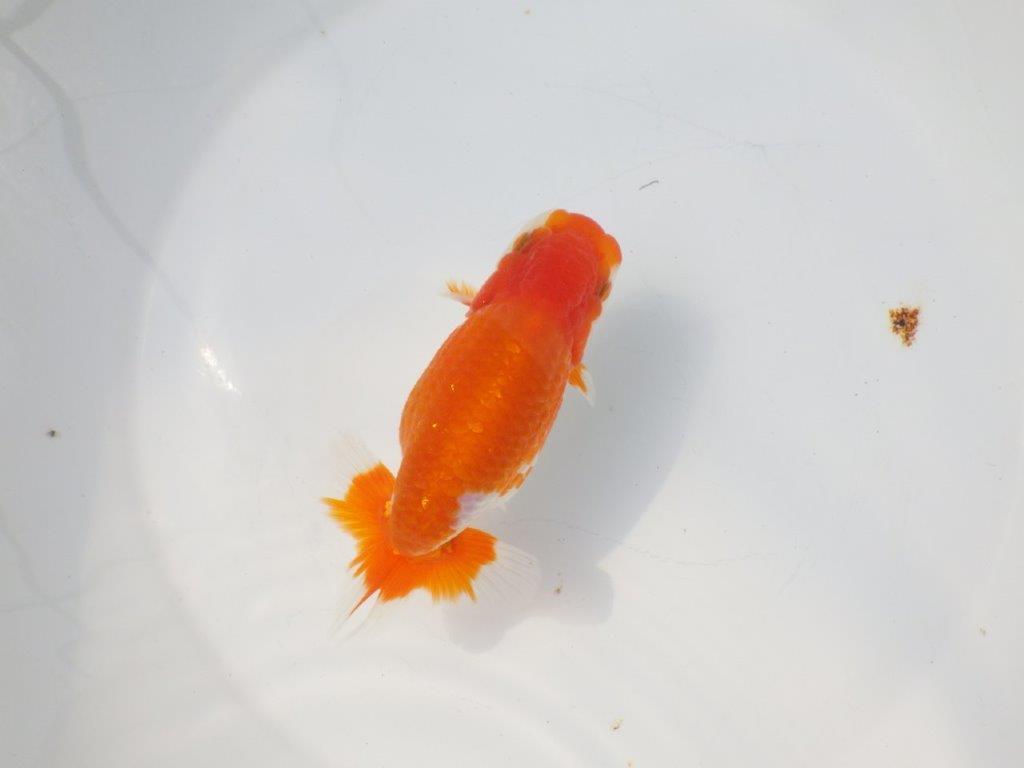 【愛知超優良系統様】尾型が最高！明け二歳らんちゅう約14㎝メスの上身