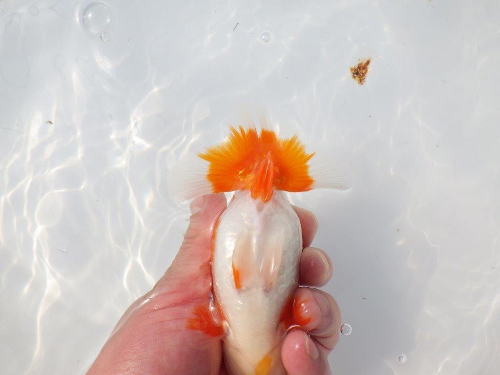 【愛知超優良系統様】尾型が最高！明け二歳らんちゅう約14㎝メス