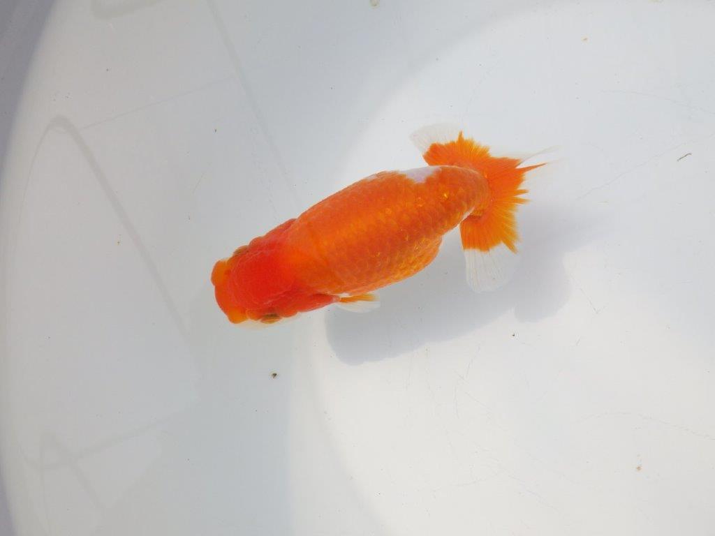 【愛知超優良系統様】尾型が最高！明け二歳らんちゅう約14㎝メス