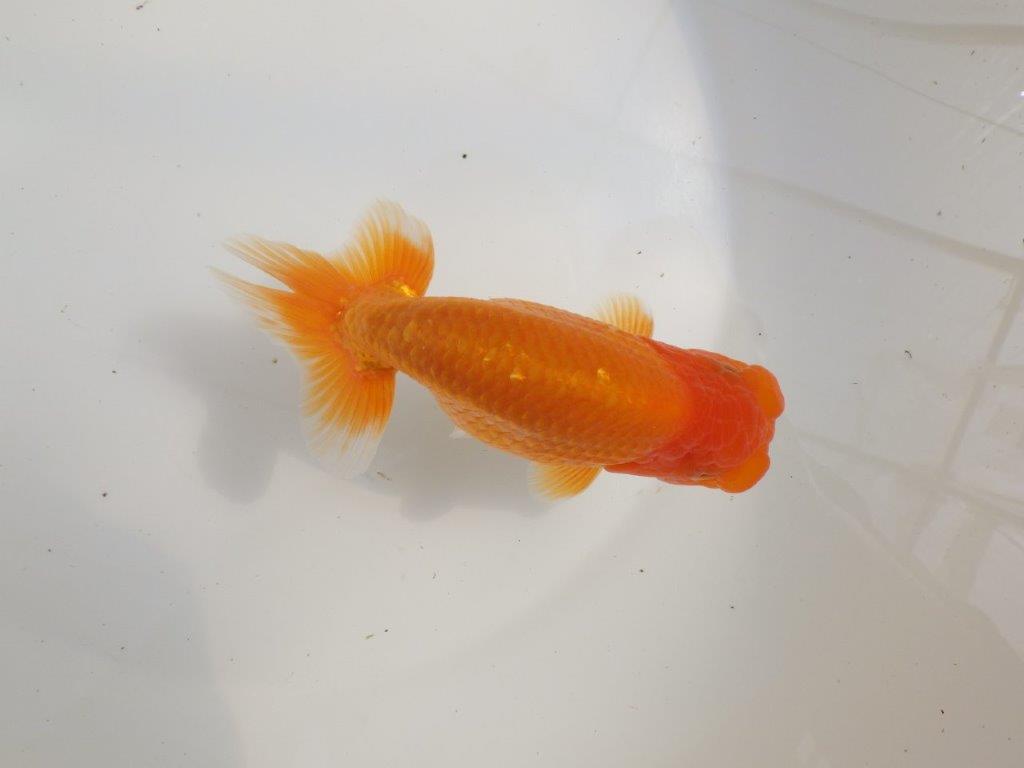 【愛知超優良系統様】種にもお勧めの素ばtらしい尾型！明け二歳らんちゅう約14㎝オス