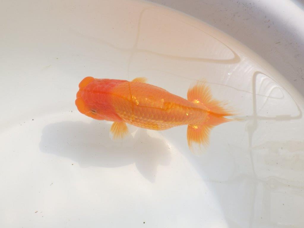 【愛知超優良系統様】種にもお勧めの素ばtらしい尾型！明け二歳らんちゅう約14㎝オス