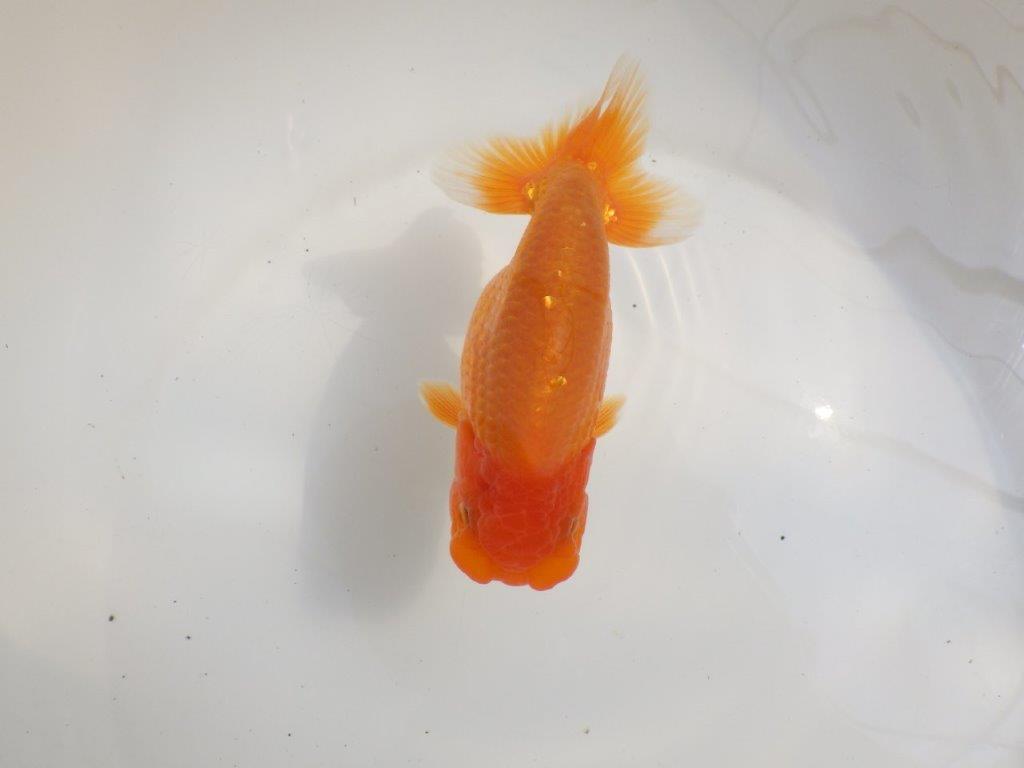 【愛知超優良系統様】種にもお勧めの素ばtらしい尾型！明け二歳らんちゅう約14㎝オス