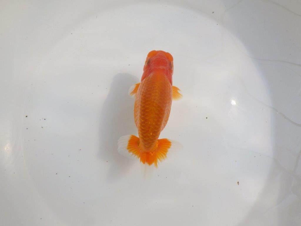 【愛知超優良系統様】尾型抜群！背も綺麗！是非種に！明け二歳らんちゅう約13㎝オス