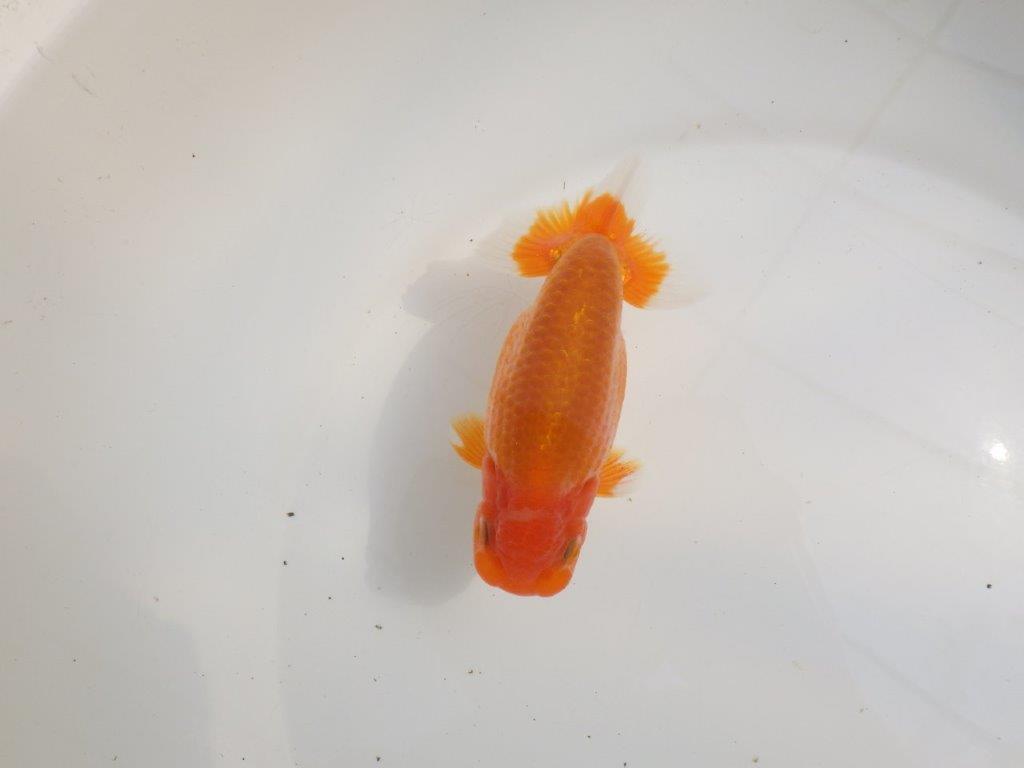 【愛知超優良系統様】尾型抜群！背も綺麗！是非種に！明け二歳らんちゅう約13㎝オスの上身