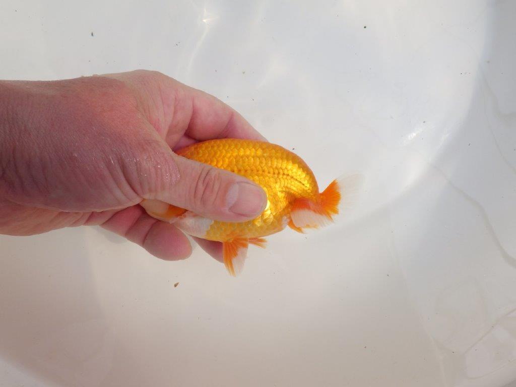 【愛知超優良系統様】尾型抜群！背も綺麗！是非種に！明け二歳らんちゅう約13㎝オス