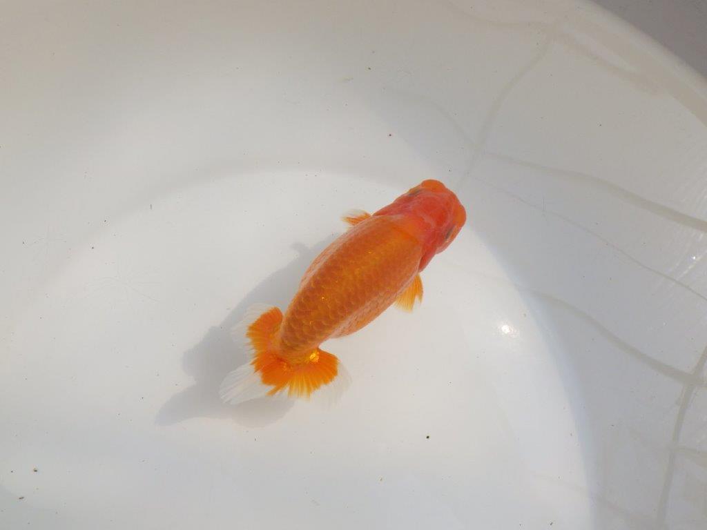 【愛知超優良系統様】尾型抜群！背も綺麗！是非種に！明け二歳らんちゅう約13㎝オス