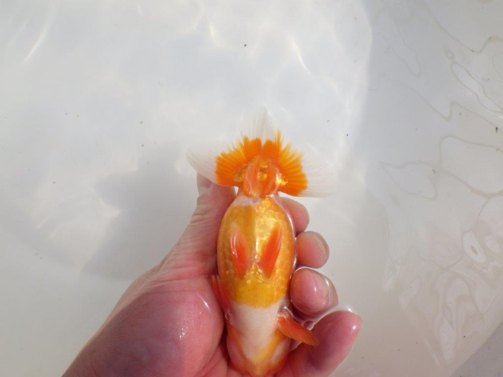 【愛知超優良系統様】尾型抜群！背も綺麗！是非種に！明け二歳らんちゅう約13㎝オス