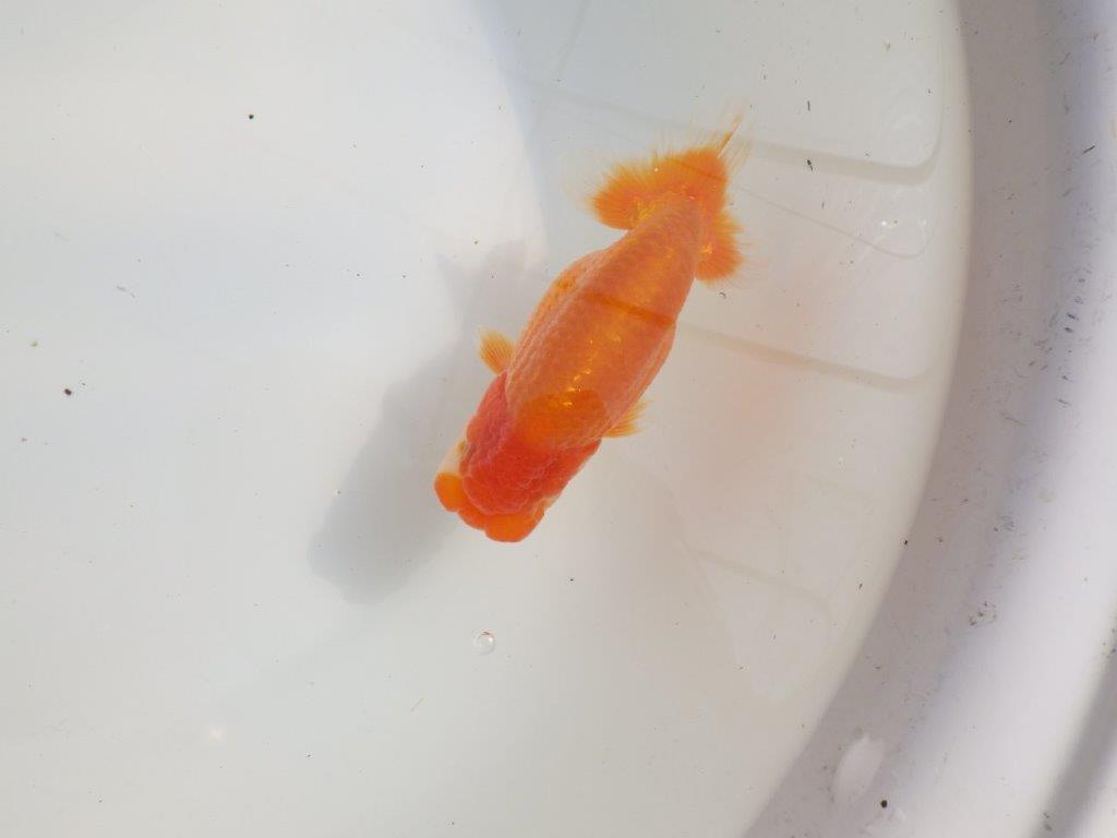 【愛知超優良系統様】バランスが良く飼い込みお勧めの明け二歳らんちゅう約12,5㎝オスの上身