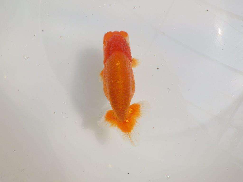 【愛知超優良系統様】バランスが良く飼い込みお勧めの明け二歳らんちゅう約12,5㎝オス