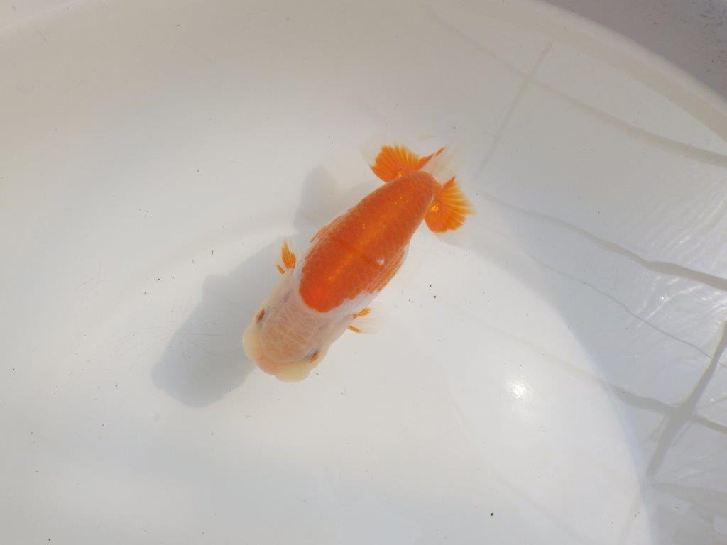 【愛知超優良系統様】尾型、構えが良く柄が綺麗な明け二歳らんちゅう約13㎝オス