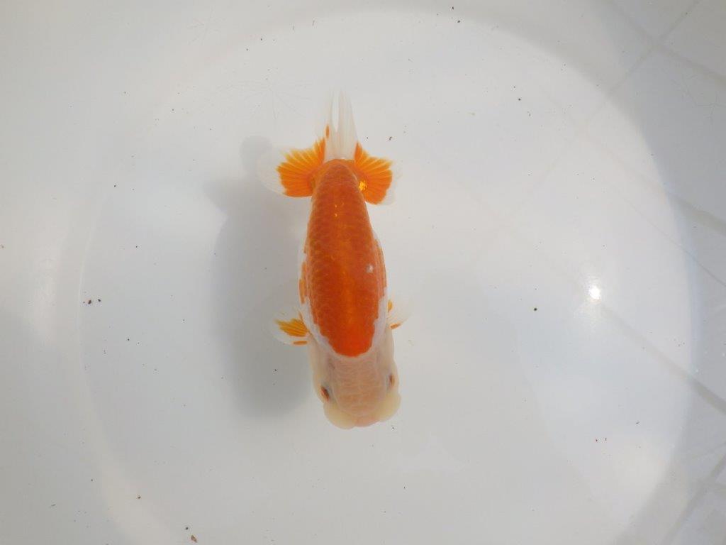 【愛知超優良系統様】尾型、構えが良く柄が綺麗な明け二歳らんちゅう約13㎝オス