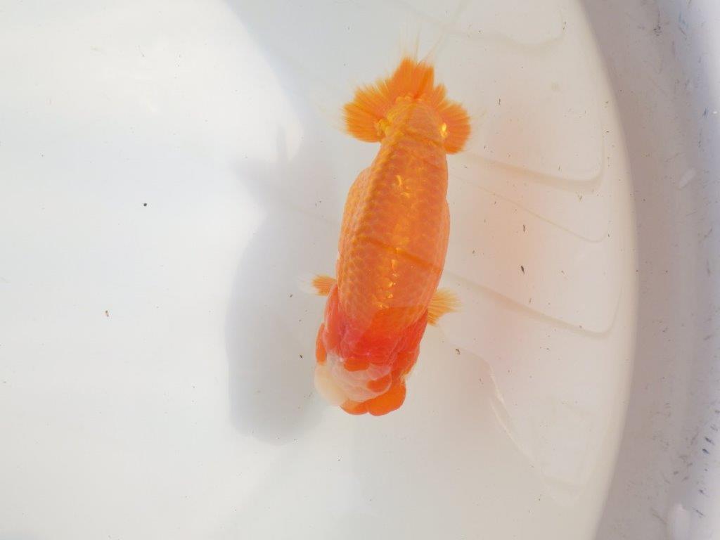 【愛知超優良系統様】素晴らしい雰囲気！二歳会などお勧め明け二歳らんちゅう約14㎝オス