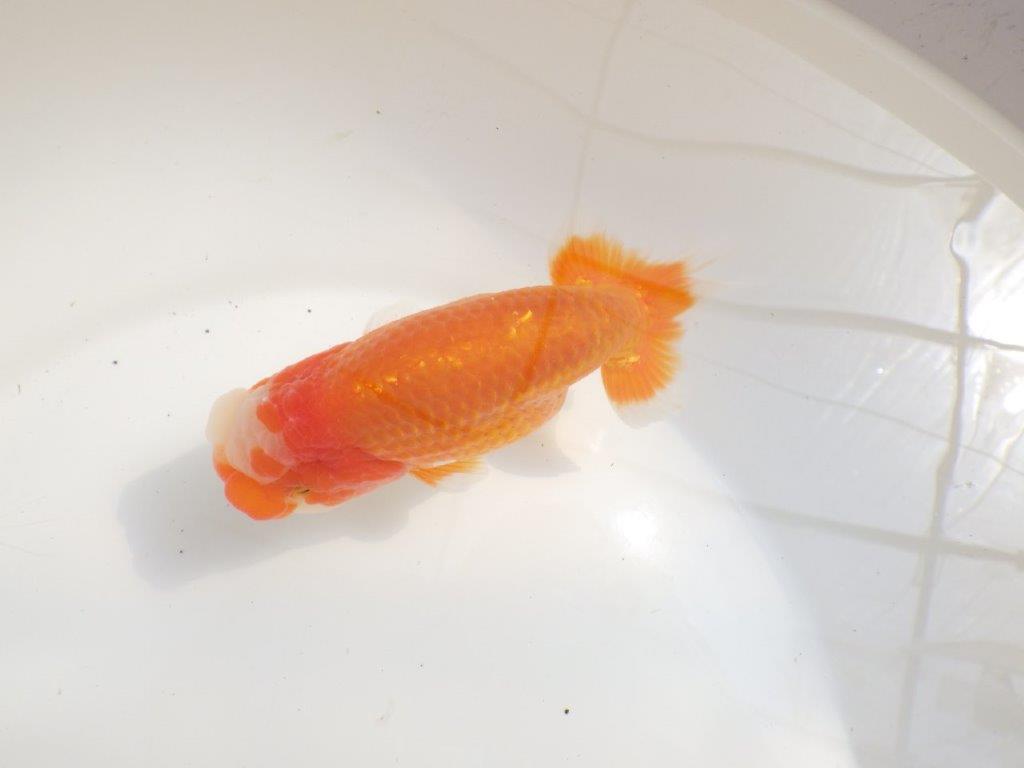 【愛知超優良系統様】素晴らしい雰囲気！二歳会などお勧め明け二歳らんちゅう約14㎝オスの上身