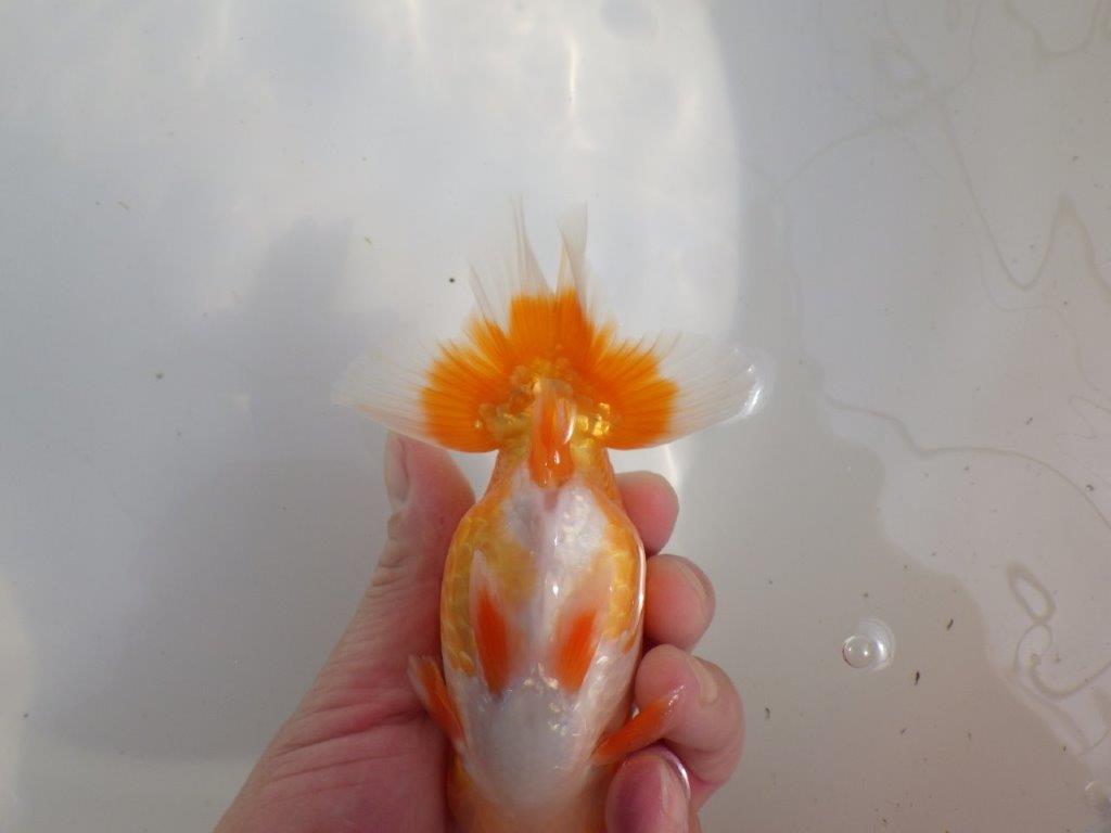 【愛知超優良系統様】素晴らしい雰囲気！二歳会などお勧め明け二歳らんちゅう約14㎝オス