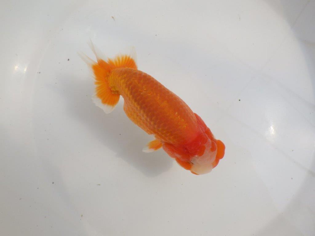 【愛知超優良系統様】素晴らしい雰囲気！二歳会などお勧め明け二歳らんちゅう約14㎝オス