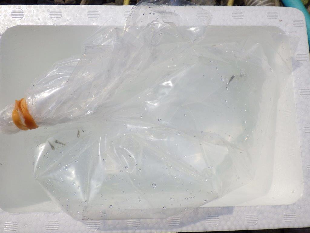 【全国大会東大関獲得系統 】青仔１０尾セット　限定８セット