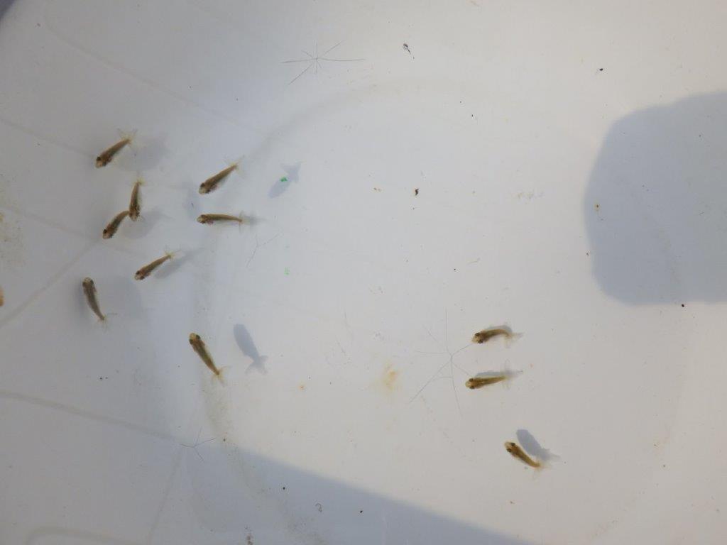 【全国大会東大関獲得系統 】青仔１０尾セット　限定８セット