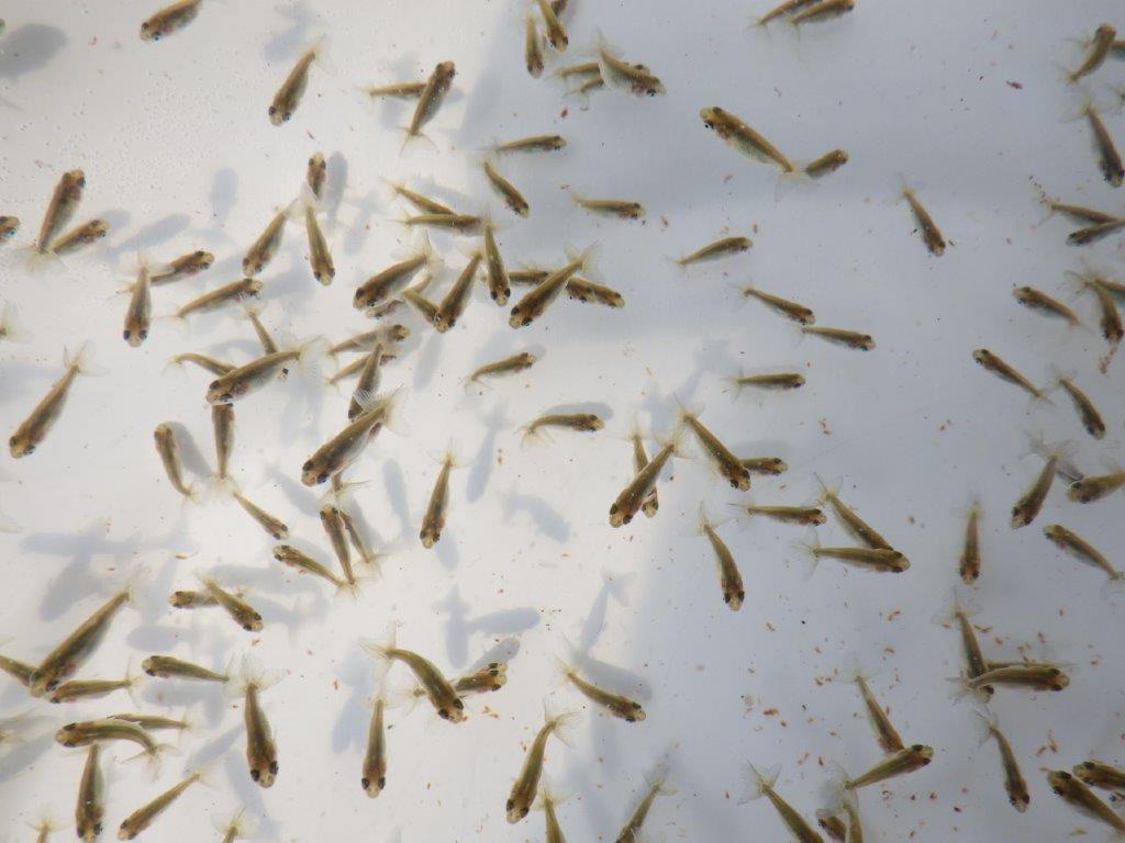 【全国大会東大関獲得系統 】青仔１０尾セット　限定８セット