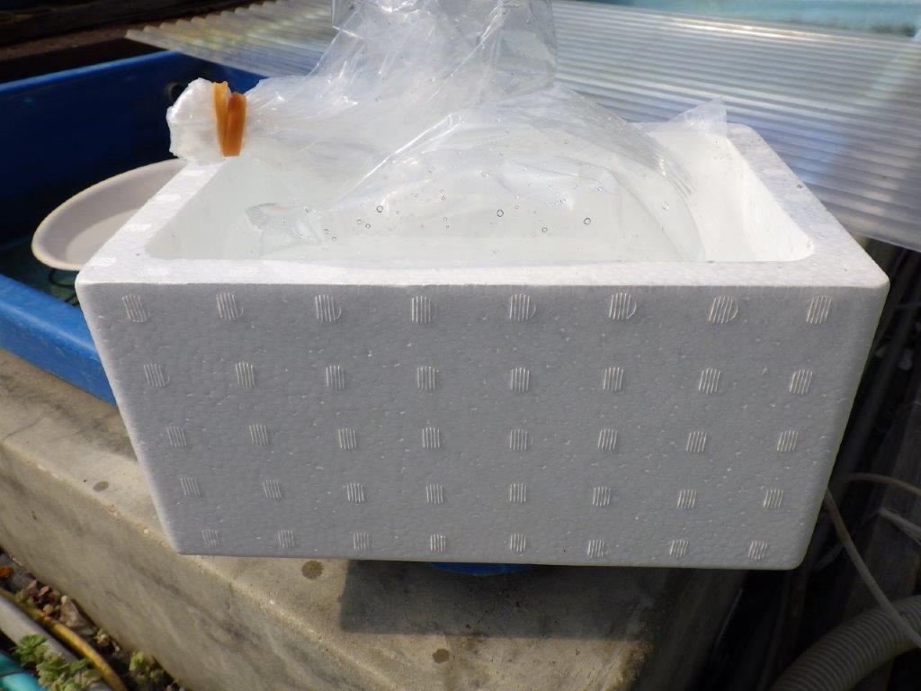 【全国大会東大関獲得系統 】青仔１０尾セット　限定８セット