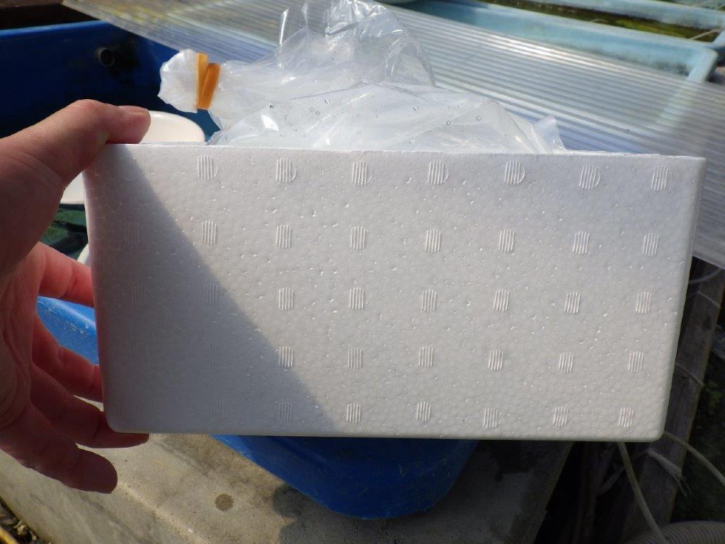 【全国大会東大関獲得系統 】青仔１０尾セット　限定８セット