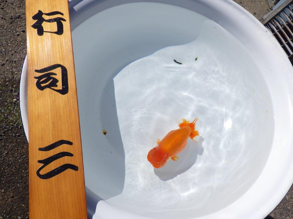 【行司三・二歳魚の部 志摩紅鱗会　東前頭一 金城会　行司一　桑名愛錦会　西前頭四　】　入賞魚　約15,5㎝  オス？の上身