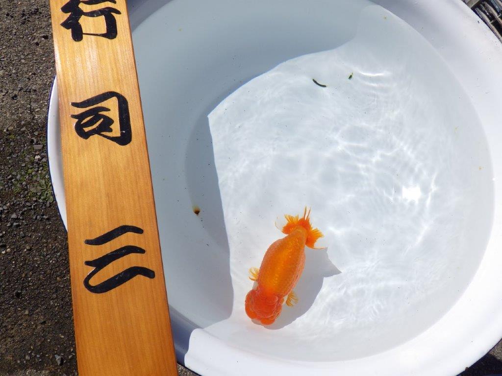 【行司三・二歳魚の部 志摩紅鱗会　東前頭一 金城会　行司一　桑名愛錦会　西前頭四　】　入賞魚　約15,5㎝  オス？