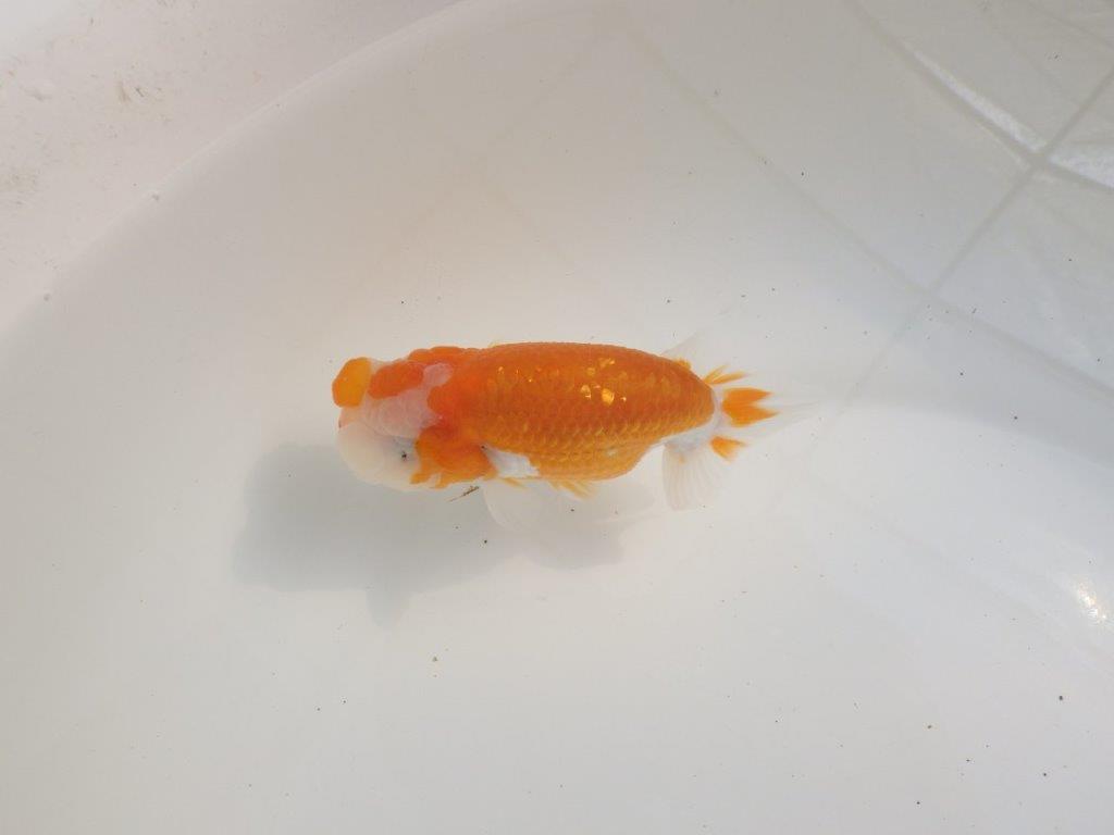 【三重森岡淳也氏】素晴らしいフンタン!明け二歳らんちゅう約10,5㎝オス