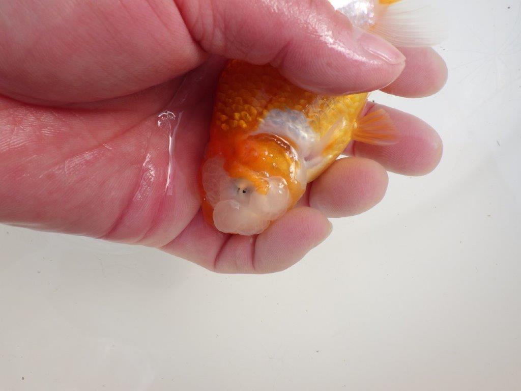 【三重森岡淳也氏】素晴らしいフンタン!明け二歳らんちゅう約10,5㎝オス