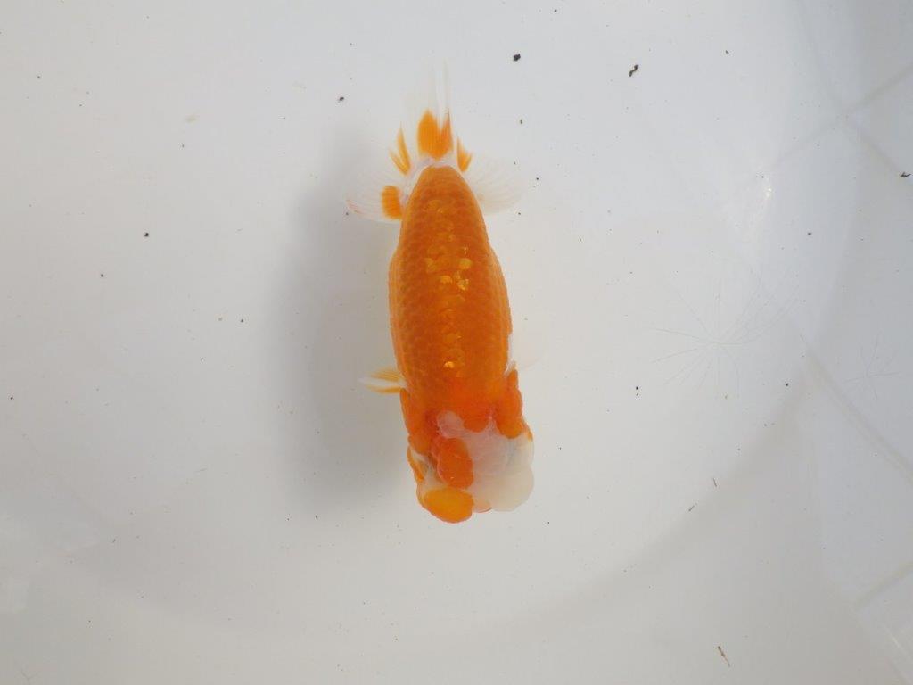 【三重森岡淳也氏】素晴らしいフンタン！明け二歳らんちゅう約10,5㎝オスの上身