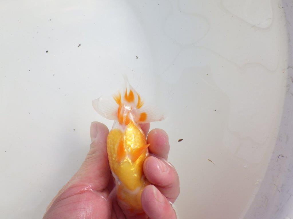 【三重森岡淳也氏】素晴らしいフンタン!明け二歳らんちゅう約10,5㎝オス