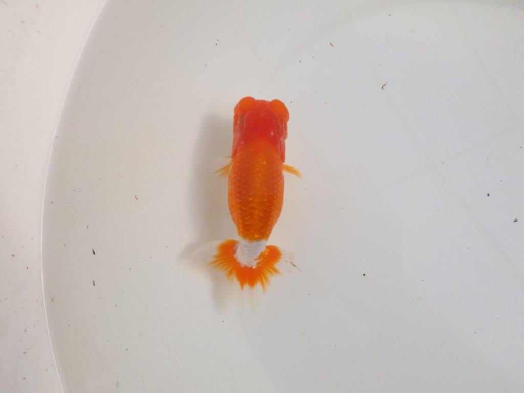 【三重森岡淳也氏】色艶が良く頭、尾張りも良い明け二歳らんちゅう約11,5cm