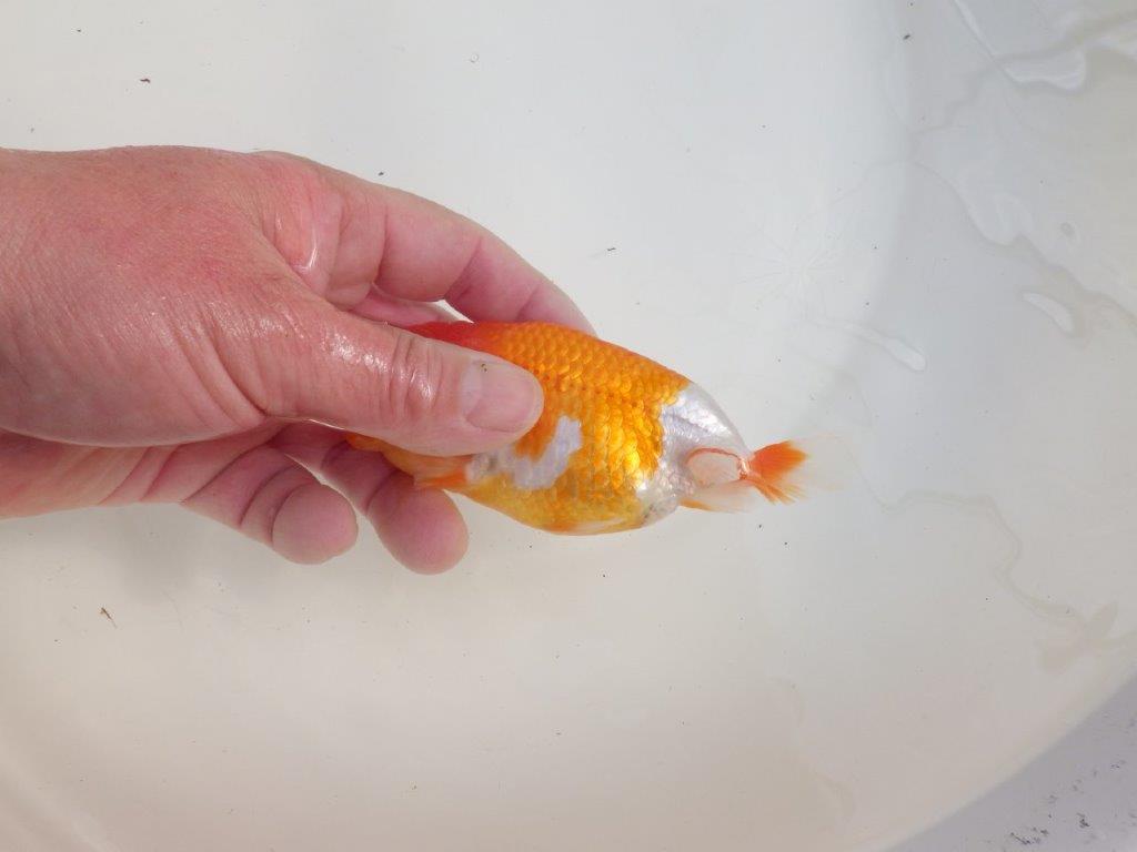 【三重森岡淳也氏】色艶が良く頭、尾張りも良い明け二歳らんちゅう約11,5cm