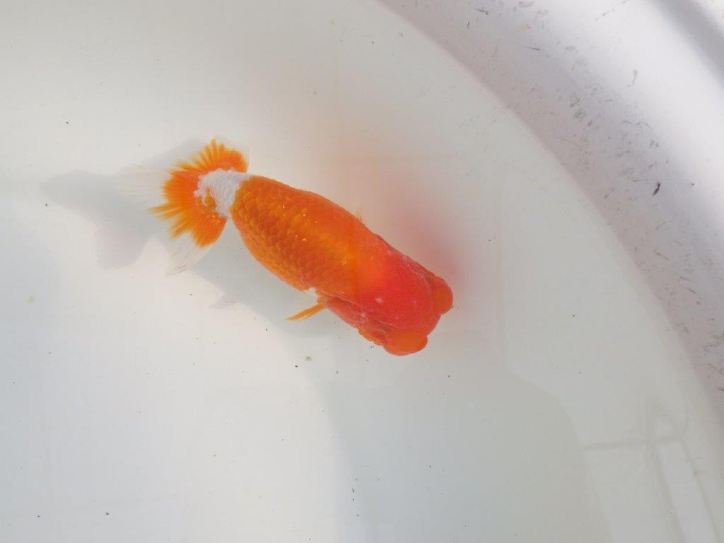 【三重森岡淳也氏】色艶が良く頭、尾張りも良い明け二歳らんちゅう約11,5cm