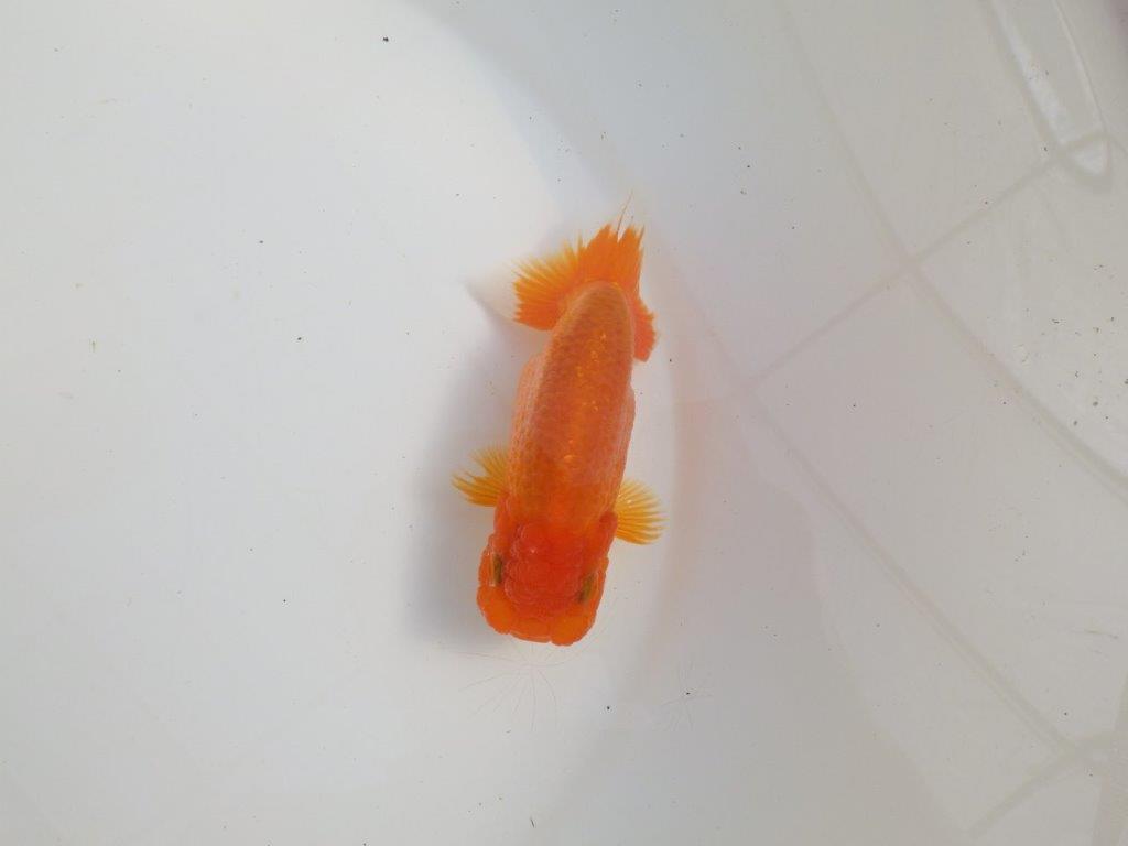 【三重森岡淳也氏】独特の雰囲気!明け二歳らんちゅう約12㎝オス