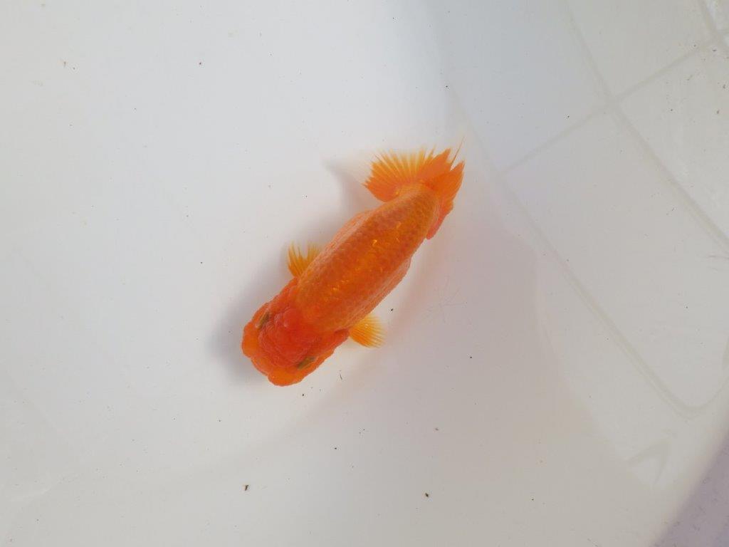 【三重森岡淳也氏】独特の雰囲気!明け二歳らんちゅう約12㎝オス