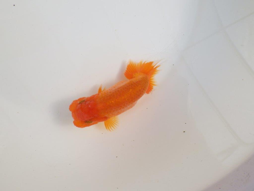 【三重森岡淳也氏】独特の雰囲気!明け二歳らんちゅう約12㎝オス